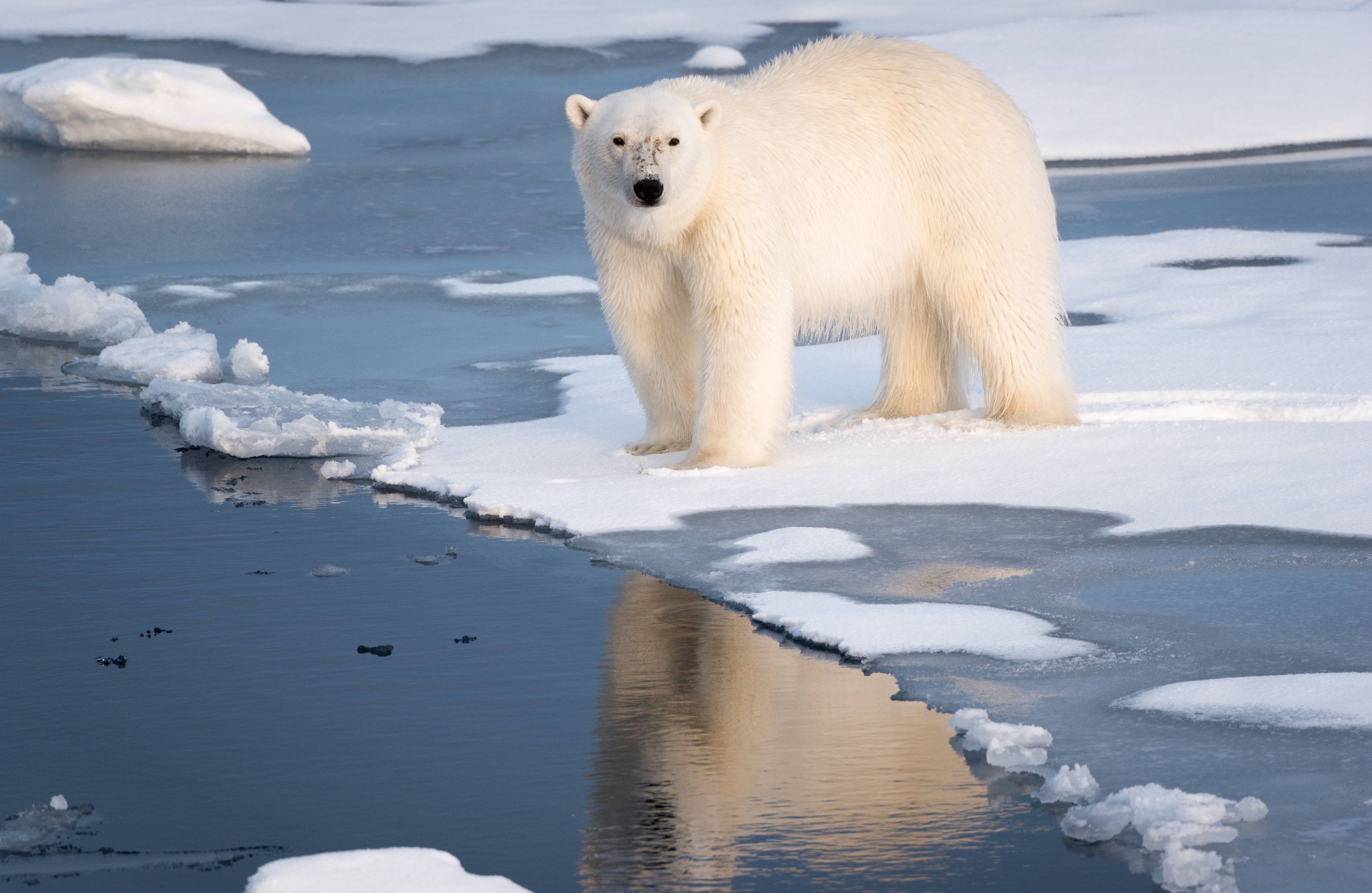 Ours polaires Leur disparition est pour bientôt et c est très inquiétant