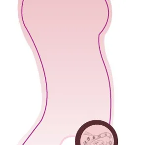 De ontwikkeling van een baby tijdens de zwangerschap