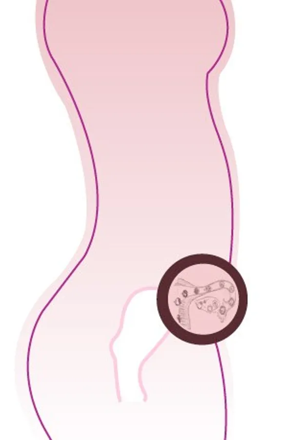 De ontwikkeling van een baby tijdens de zwangerschap