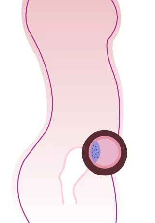 36eme Semaine De Grossesse 38 Sa Cote Bebe Et Maman 9eme Mois