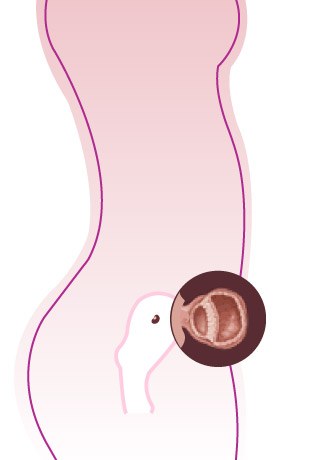 36eme Semaine De Grossesse 38 Sa Cote Bebe Et Maman 9eme Mois