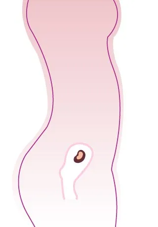 36eme Semaine De Grossesse 38 Sa Cote Bebe Et Maman 9eme Mois