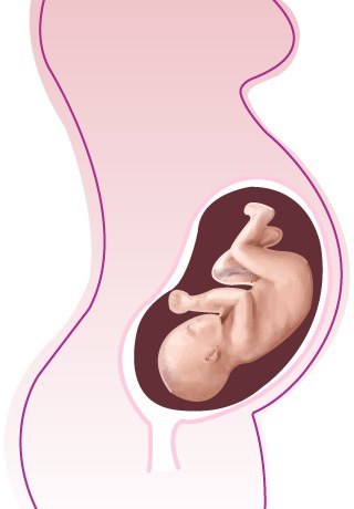 Baby 039 S Evolution During Pregnancy And Up To 6 Months Of Age