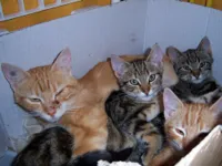 Mon Chat Va Mal Coryza Infections J Ai Besoin D Aide Mon Chat Va Mal Coryza Infections J Ai Besoin D Aide