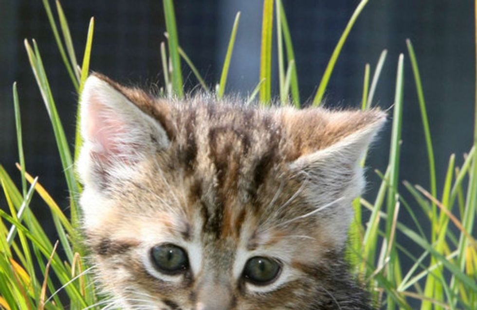 Ces Bébés Animaux Sont Tellement Mignons Quils Vont Vous