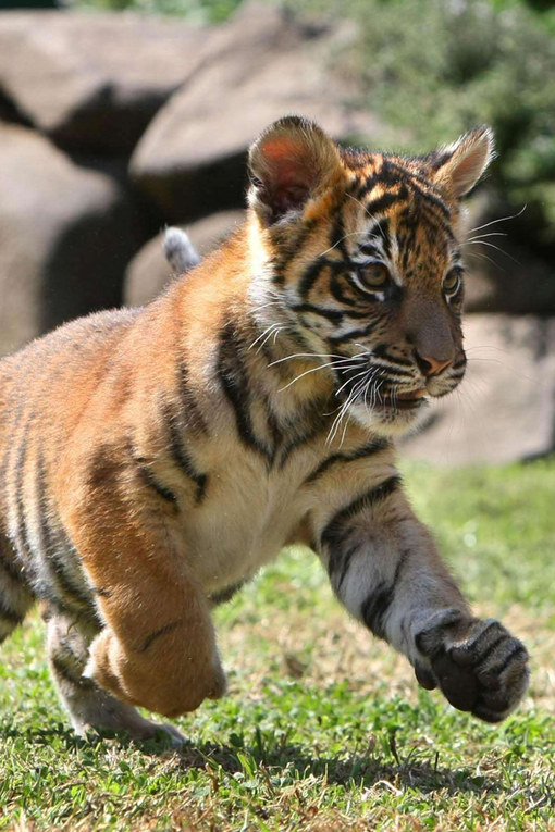 Ces Bebes Animaux Sont Tellement Mignons Qu 039 Ils Vont Vous Faire Craquer