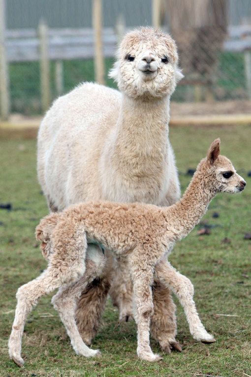 Ces bébés animaux sont tellement mignons qu'ils vont vous faire  craquer !