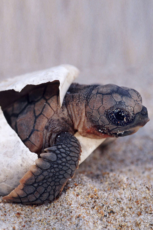 Ces Bebes Animaux Sont Tellement Mignons Qu 039 Ils Vont Vous Faire Craquer