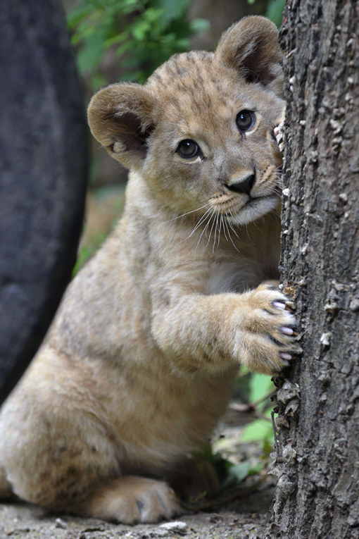 Ces bébés animaux sont tellement mignons qu'ils vont vous faire  craquer !