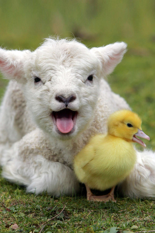 Ces bébés animaux sont tellement mignons qu'ils vont vous faire  craquer !