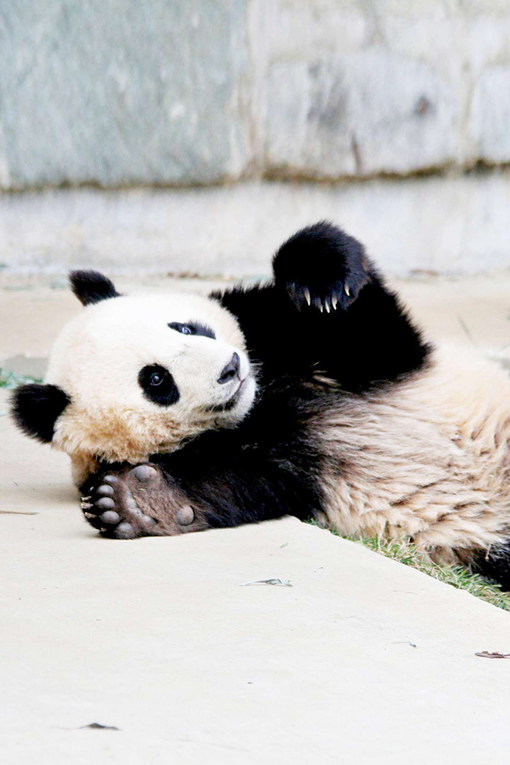 Ces bébés animaux sont tellement mignons qu'ils vont vous faire  craquer !