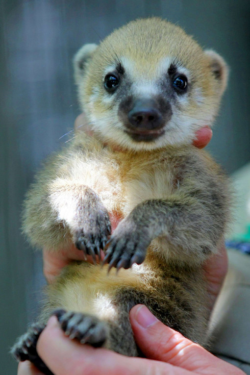 Ces Bebes Animaux Sont Tellement Mignons Qu 039 Ils Vont Vous Faire Craquer