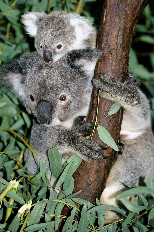 Ces Bebes Animaux Sont Tellement Mignons Qu 039 Ils Vont Vous Faire Craquer