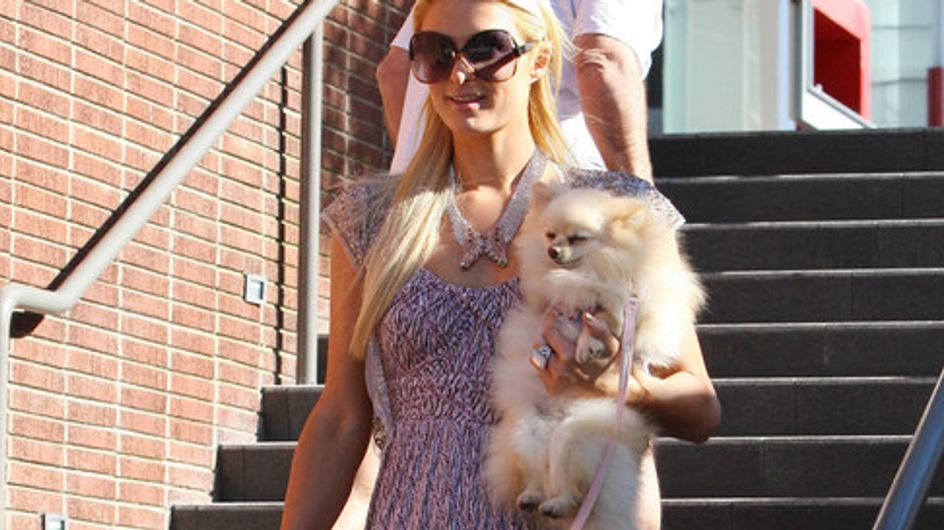 Las mascotas de las celebrities