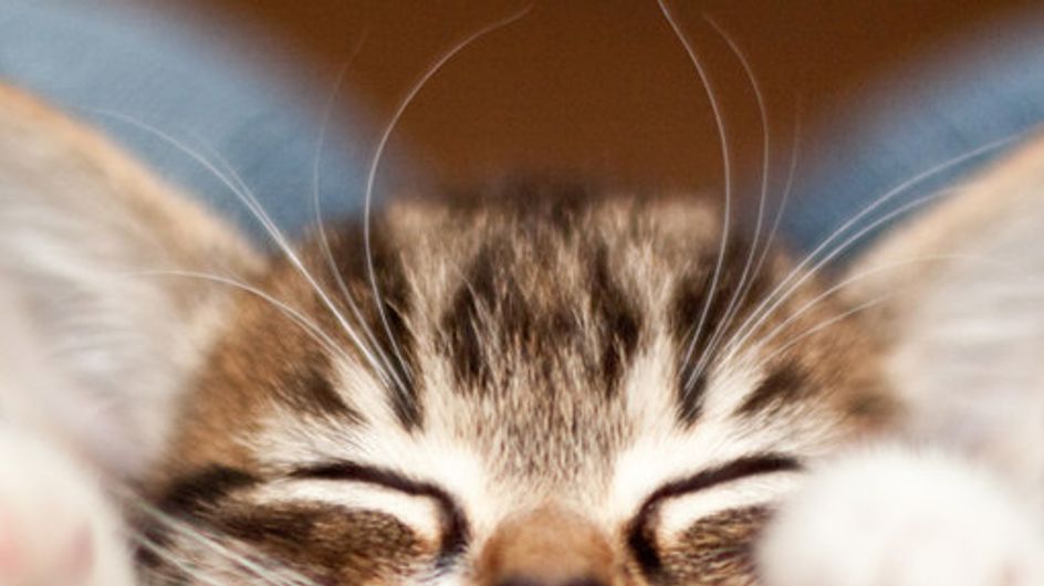 Cute baby animals: 100 reasons to go 'Ahhhh'