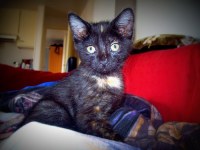 Chatte Ecaille De Tortue