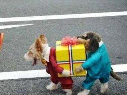 Costumi di Halloween per cani: ecco i più divertenti!