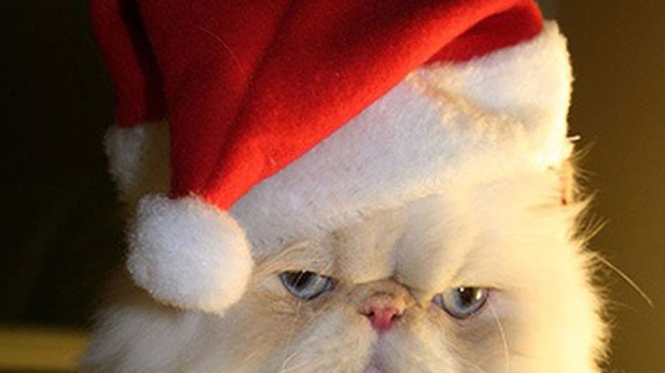 Animaladas navideñas: las mascotas más entrañables