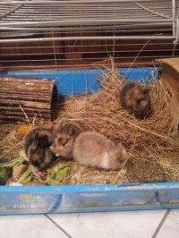 Hs Naissance De Bebes Lapins Qui S Y Connait