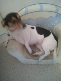 Gestation Jack Russel