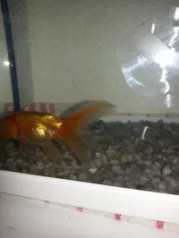 La queu de mon poisson rouge devient noir