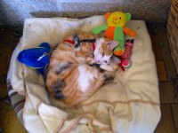 La Sterilisation De Notre Chatte S Est Infectee