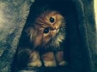 Le Ronronnement De Mon Chat Gresille