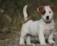 Magnifique Chiot Jack Russel à Donner