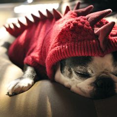 Wau, wie witzig! Die coolsten Halloween-Kostüme für Hunde