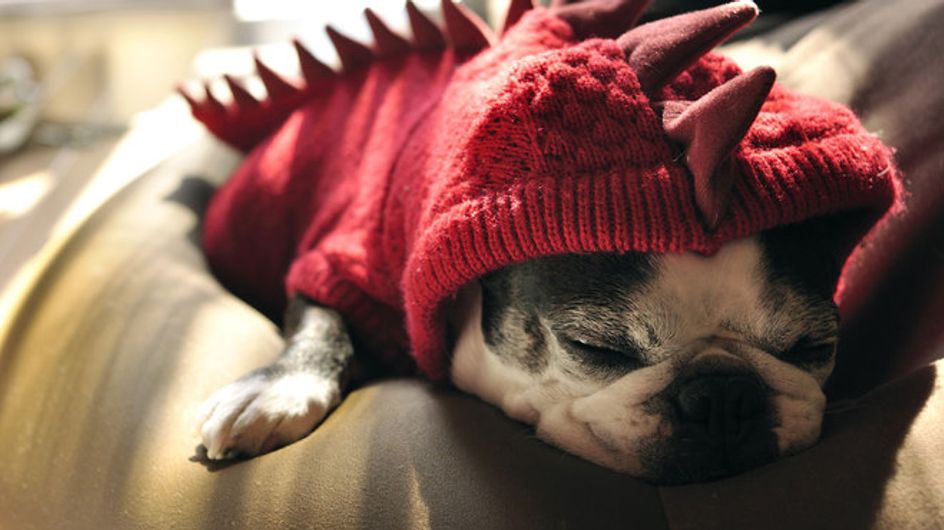 Wau, wie witzig! Die coolsten Halloween-Kostüme für Hunde
