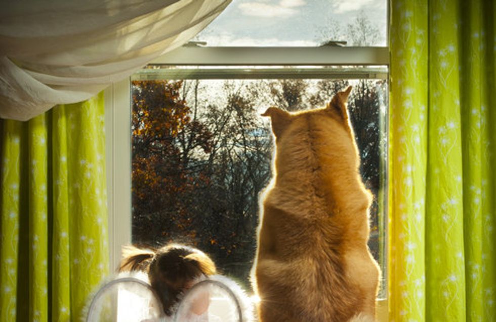 66 fotos que comprovam a amizade entre bebês e cachorros