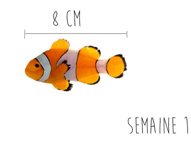 Enceinte Combien Mesure Mon Bebe