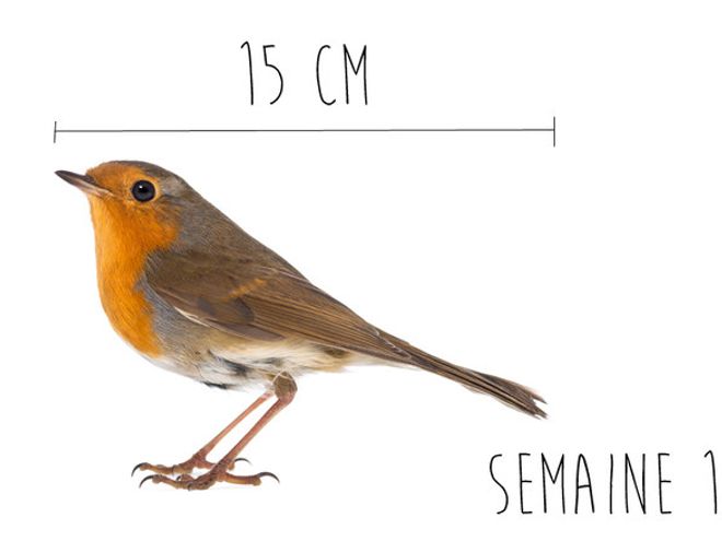 Enceinte Combien Mesure Mon Bebe Enceinte Combien Mesure Mon Bebe