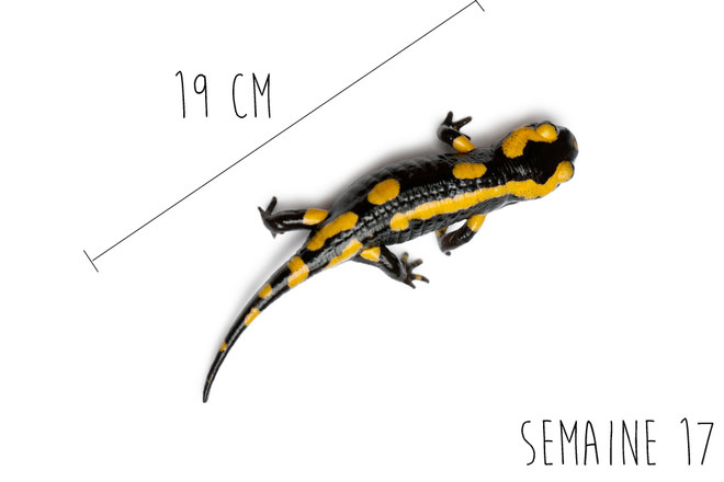 17eme Semaine De Grossesse 19 Sa Cote Bebe Et Maman 4eme Mois