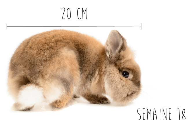 17eme Semaine De Grossesse 19 Sa Cote Bebe Et Maman 4eme Mois