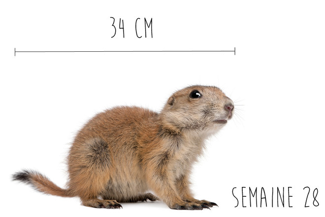 Enceinte Combien Mesure Mon Bebe Enceinte Combien Mesure Mon Bebe