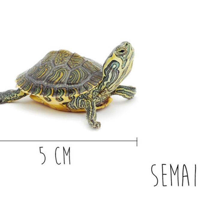 Enceinte Combien Mesure Mon Bebe Enceinte Combien Mesure Mon Bebe