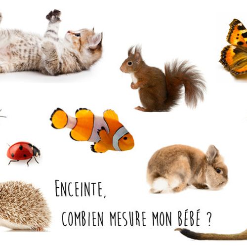 Enceinte Combien Mesure Mon Bebe