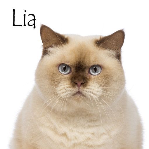 Nom De Chat Femelle 15 Idees De Noms De Chat Femelle En L