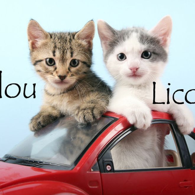 Nom De Chat Femelle 15 Idees De Noms De Chat Femelle En L