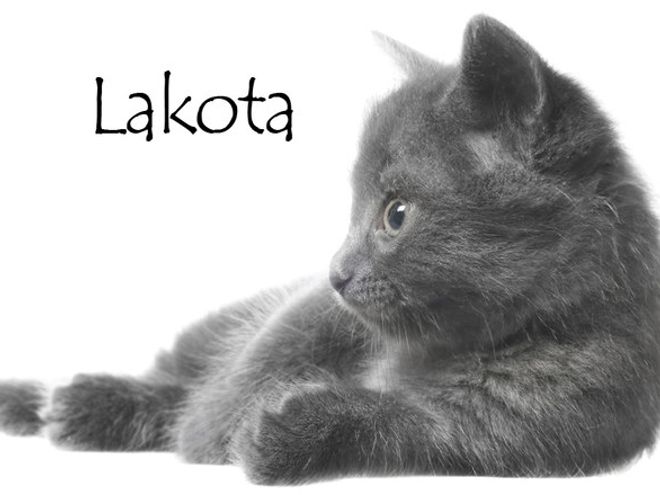 Nom De Chat Femelle 15 Idees De Noms De Chat Femelle En L