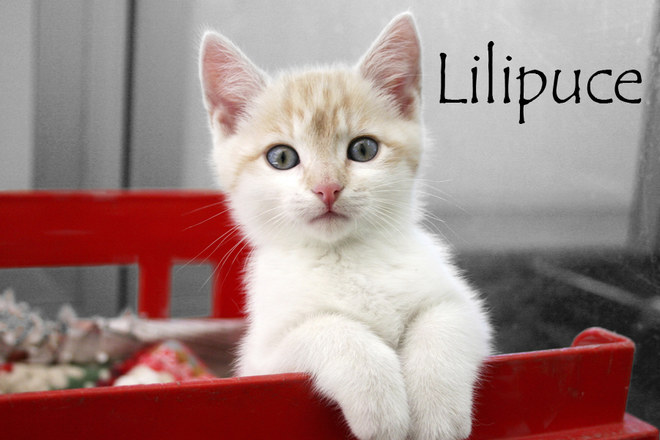 Nom De Chat Femelle 15 Idees De Noms De Chat Femelle En L