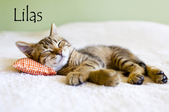 Nom De Chat Femelle 15 Idees De Noms De Chat Femelle En L