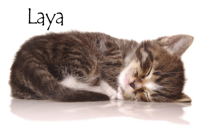 Nom De Chat Femelle 15 Idees De Noms De Chat Femelle En L