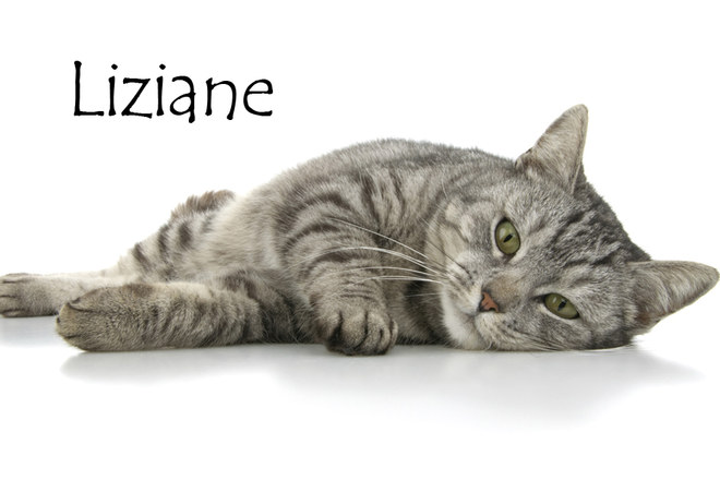 Nom De Chat Femelle 15 Idees De Noms De Chat Femelle En L