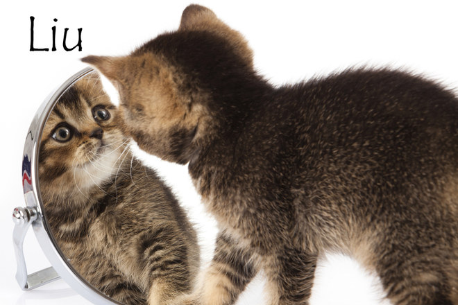 Nom De Chat Femelle 15 Idees De Noms De Chat Femelle En L