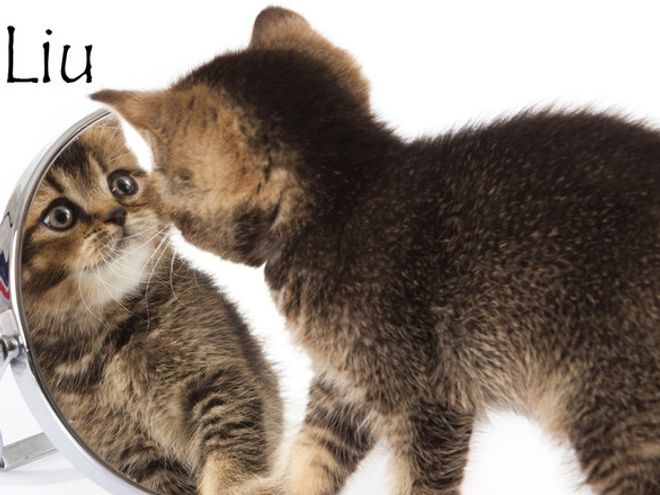 Nom De Chat Femelle 15 Idees De Noms De Chat Femelle En L