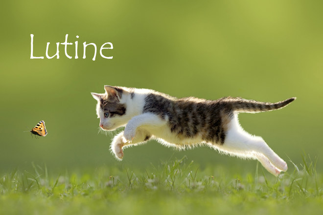 Nom De Chat Femelle 15 Idees De Noms De Chat Femelle En L