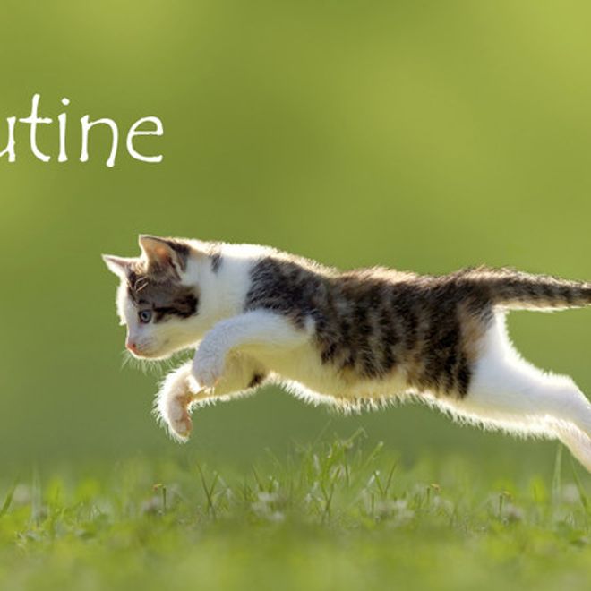 Nom De Chat Femelle 15 Idees De Noms De Chat Femelle En L