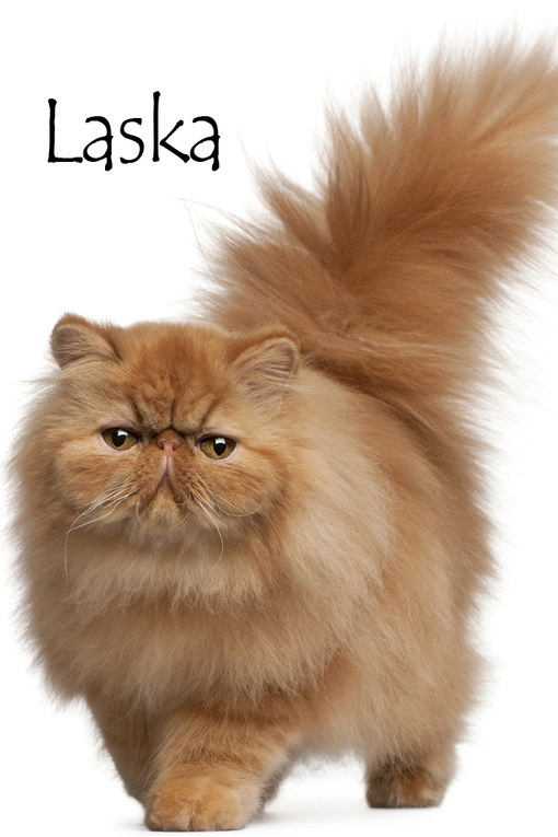 Nom De Chat Femelle 15 Idees De Noms De Chat Femelle En L